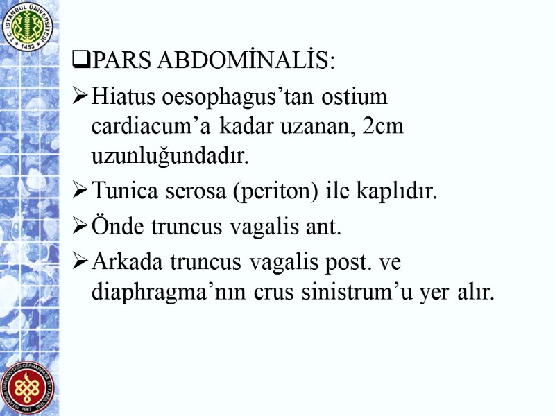 PARS ABDOMİNALİS: Hiatus oesophagus’tan ostium cardiacum’a kadar uzanan, 2cm uzunluğundadır. Tunica serosa (periton) ile